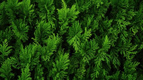 Natural Background Lush Green Texture Of Thuja Tree Branches And Leaves