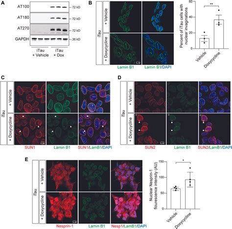 Frontiers Pathogenic Tau Decreases Nuclear Tension In Cultured Neurons