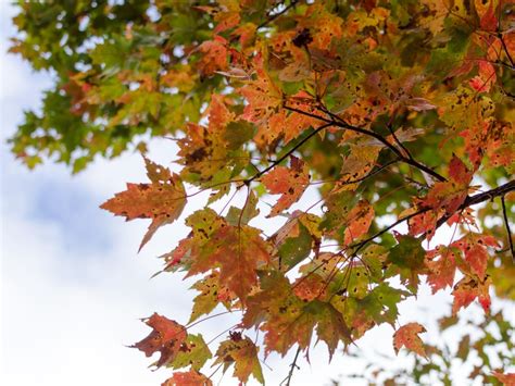 Fall Entertaining Idea Farm To Table Dinner Party Hgtv