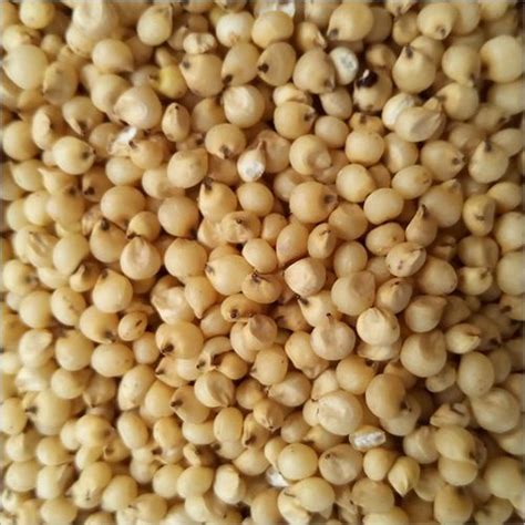 Ch Sorghum Manufacturer Supplier Exporter