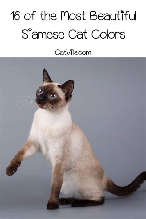 16 Siamese Cat Colors Revealed: From Traditional to Modern