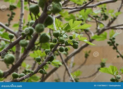 Los Higos Dan Fruto En La Rama De Una Higuera Con Las Hojas Verdes