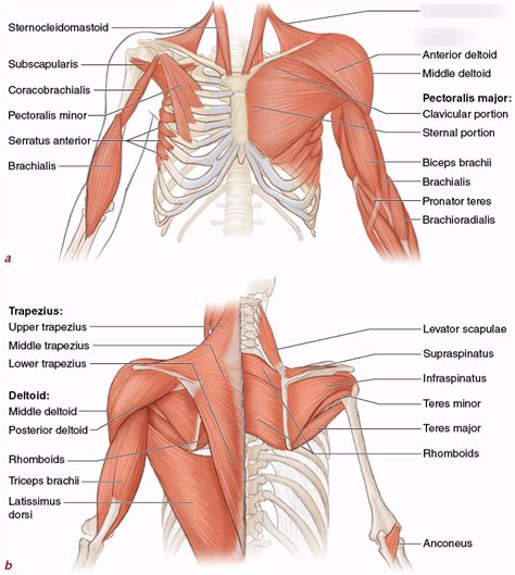 Upper Body Muscles Diagram Quizlet