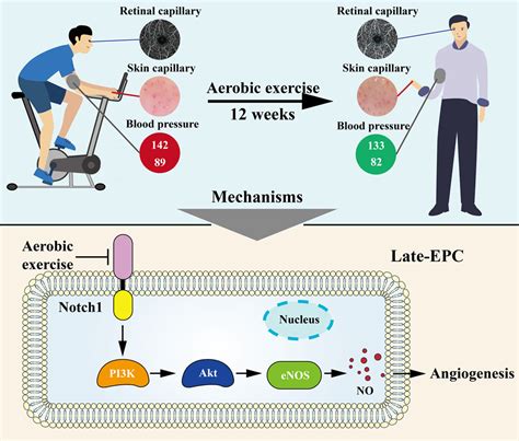 Promotion Of Aerobic Exercise Induced Angiogenesis Is Associated With