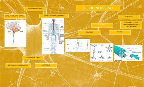 Mapa Mental Del Tejido Nervioso Sexiz Pix