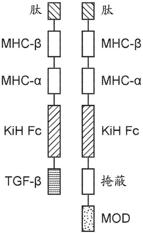 治疗1型糖尿病t1d的mhcii类t细胞调节多肽及其使用方法与流程