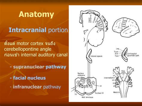 Ppt The Facial Nerve Powerpoint Presentation Id 180136