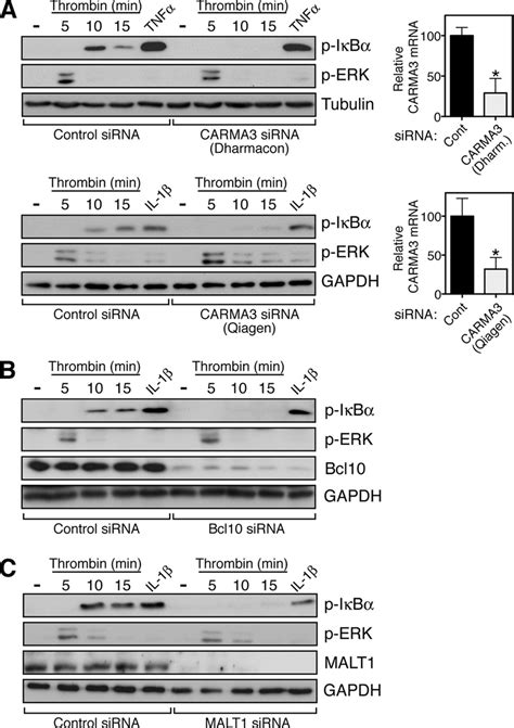 The Cbm Signalosome Mediates Thrombin Dependent Nf B Activation In