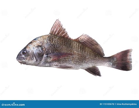 Fish Black Drum Pogonias Cromis Isolated White Background Stock Photo