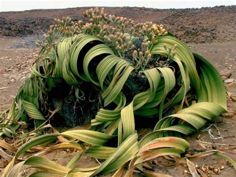 Welwitschia Przedziwna Welwitschia Mirabilis Id 9666