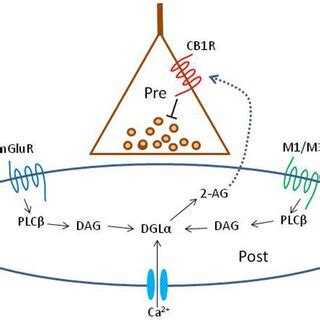 Schematic Summary Diagram Of The Endocannabinoid System A Presynaptic