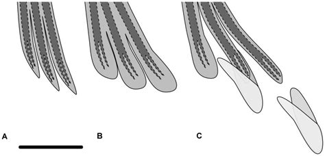 A The Structure Of Anal Fin Rays In An Immature Male Or Female B