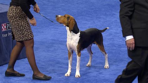 National Dog Show-Treeing Walker Coonhound, 2017 Hound Group - NBC Sports