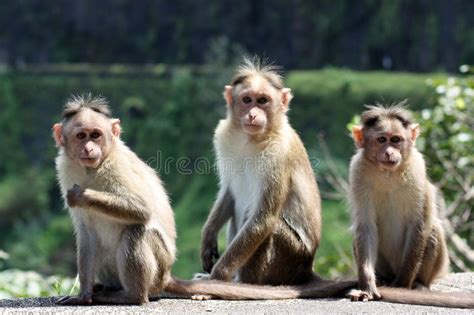 G20 Summit Life Size Langur Cut Outs Installed In Delhi To Keep