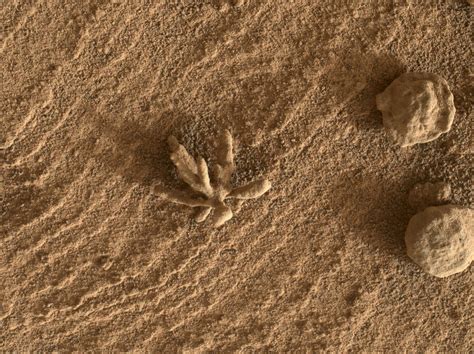 NASAs Curiosity Rover Finds Coral On Mars Sci News