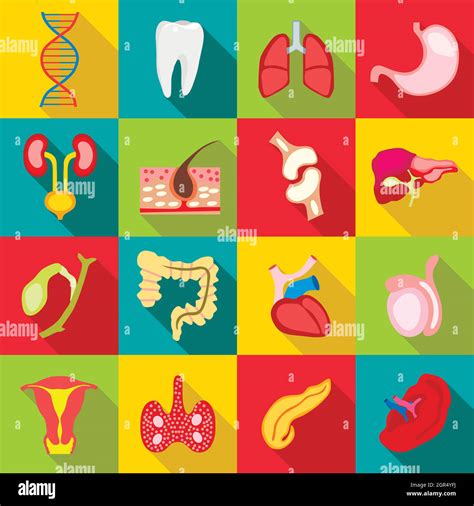 Internal Organs Stock Vector Images Alamy