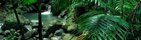 El Yunque National Forest Puerto Rico Guide