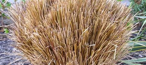 How To Prune Ornamental Grass Plants From The Experts At Wilson Bros