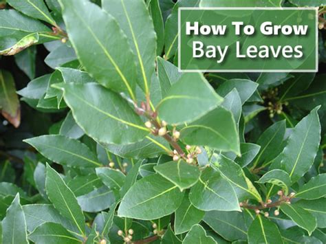 How To Grow Bay Leaves