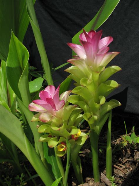 Curcuma Zedoaria Christm Roscoe Biologia Vegetal