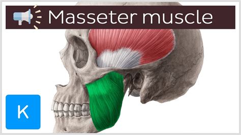 Masseter Muscle Anatomical Terms Pronunciation By Kenhub Youtube