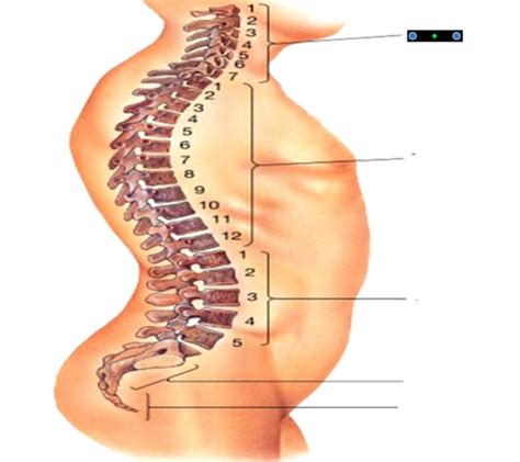 Spine Typical Vertebra Flashcards Quizlet