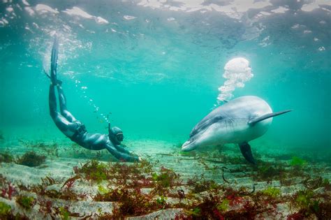 human interaction with wild dolphin underwater | George Karbus Photography