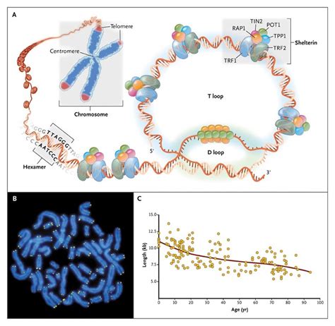 Telomere Diseases Nejm