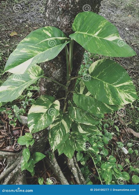 Big Epipremnum Aureum On A Tree In The Forest Stock Image Image Of