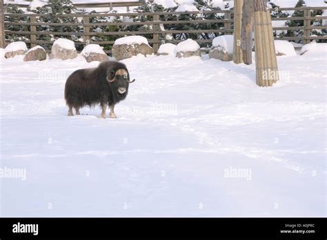 Kolmarden Zoo Fotografías E Imágenes De Alta Resolución Alamy