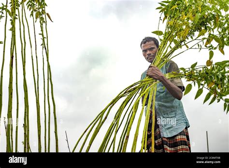 Jute Production In Bangladesh Stock Photo Alamy