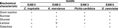 Phenotypic characterization of the isolates. | Download Table 