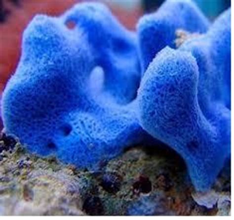 The Beautiful Marine Blue Sponge