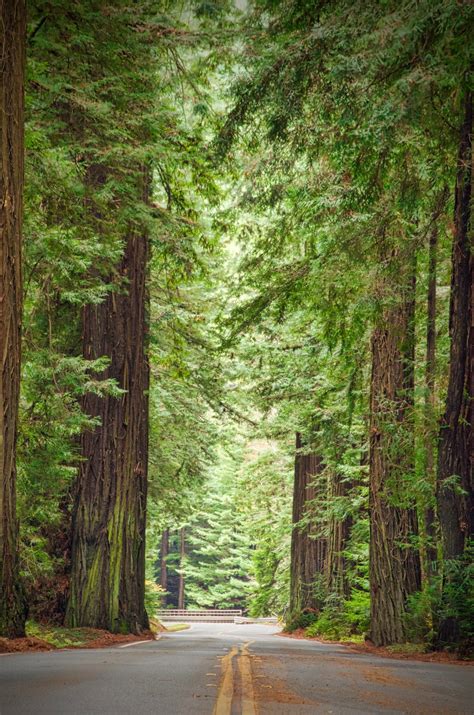 Coast Redwood | Small Tree Seedling – SequoiaTrees.com