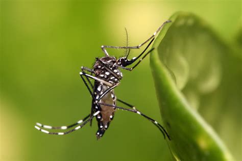 11 nouveaux cas autochtones de dengue signalés dans lOuest et le Sud