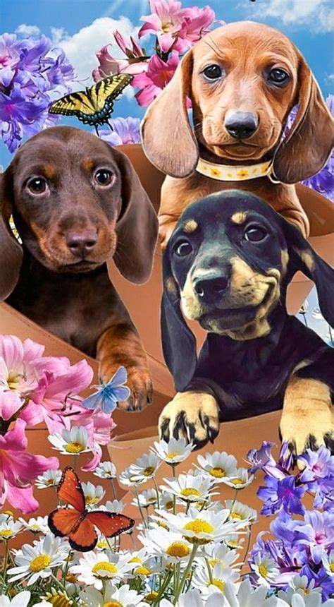 Two Adorable Dachshunds Surrounded By Flowers And Butterflies