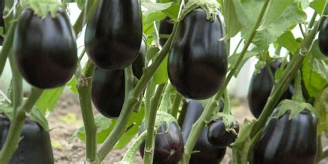 Eggplant 101 A Guide To Successful Production Vegetables News