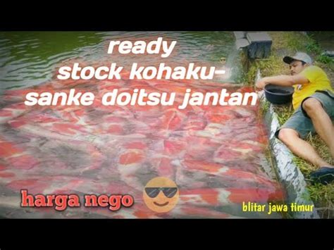 Ikan Hias Koi Doitsu Mix Koi Paket Koi Youtube