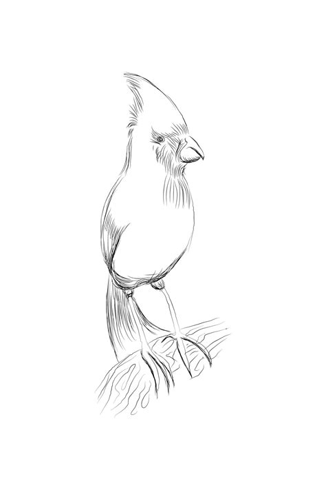 Vector Line Drawing Bird Sitting At Maple Tree Branch Sketch Of