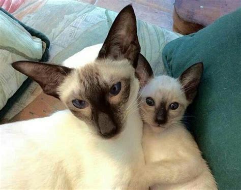 1000+ images about Siamese on Pinterest