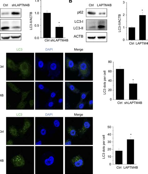 Laptm4b Induces Autophagy In Hcc Cells A Evaluation For Lc3 Ⅱand P62