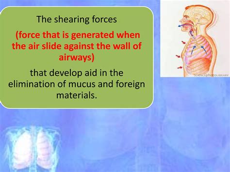 Mechanism Of Cough Ppt