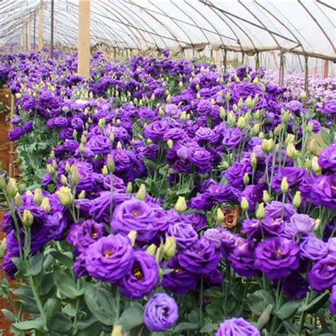 Platycodon Grandiflorum Flower Seeds Are Easy To Plant Indoor And