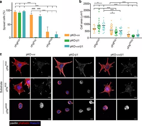 The Fn Rgd Motif Determines And V Class Integrinmediated