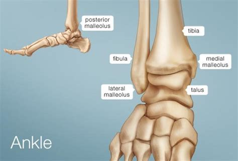 THE ANKLE - Advantage Rehab and Physical Therapy