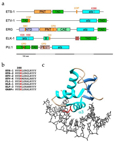 A Domain Organisation Of ETS Proteins With Established Ubiquitination