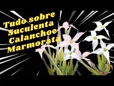 Tudo Sobre Suculenta Calanchoe Marmorata Canal Plantas Youtube