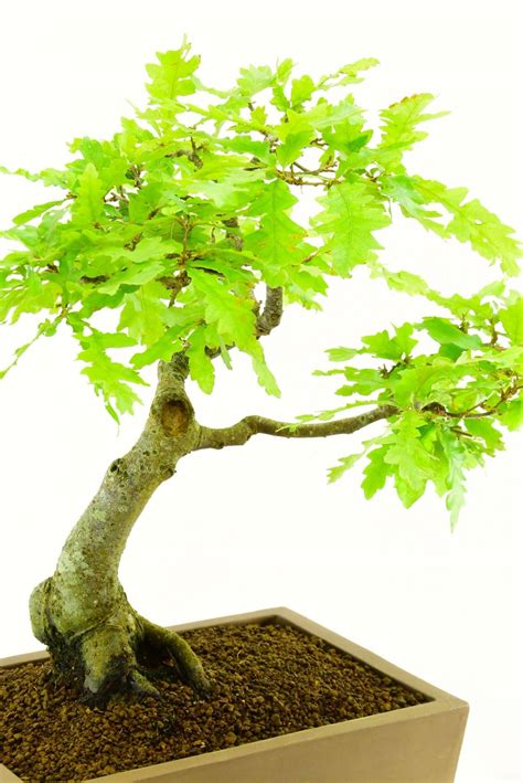 25 Year Old Oak Bonsai Quercus Ferris For Sale In Traditional Pot