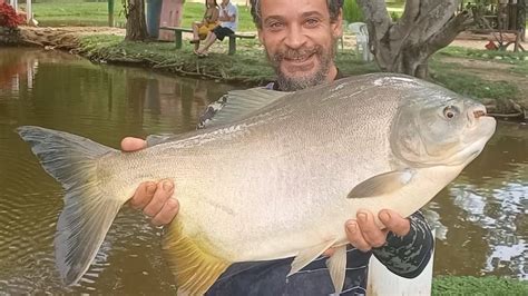 Pescaria De Tambaqui Derretendo Linha No Molinete E Um Corimbata