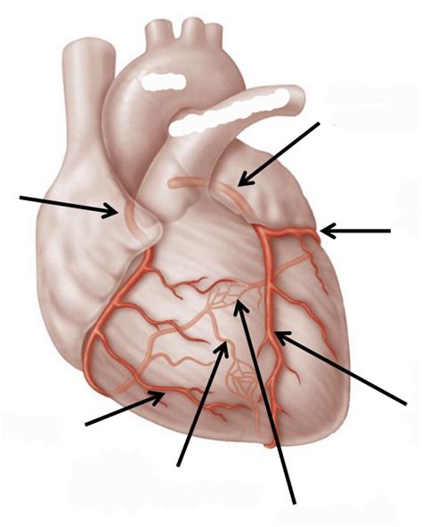 Coronary Circulation Diagram Quizlet